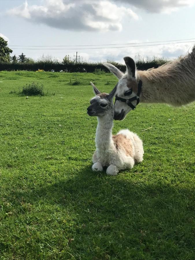 The Beautiful Lazy Llama Shepherd Hut Farm Stay Ballyshannon Exteriör bild