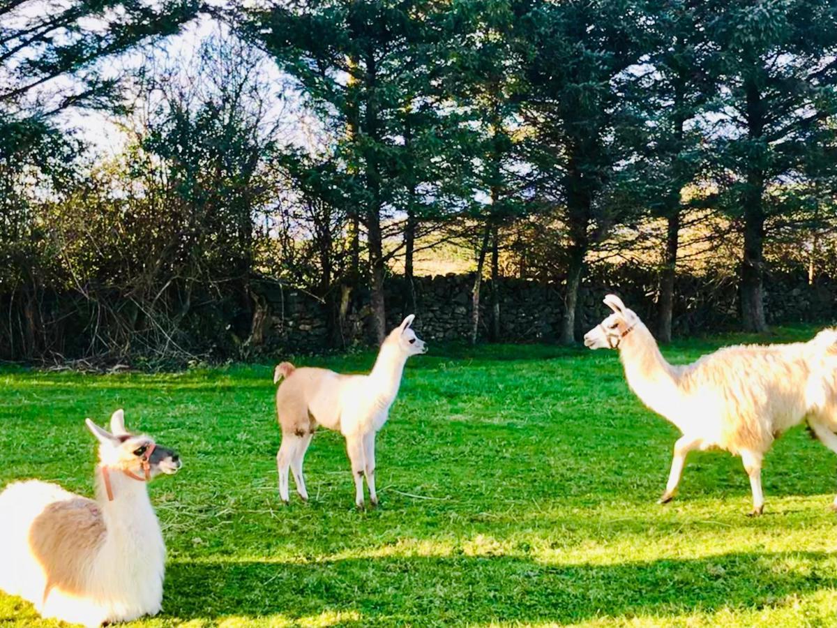 The Beautiful Lazy Llama Shepherd Hut Farm Stay Ballyshannon Exteriör bild