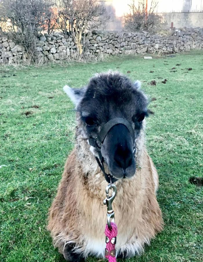 The Beautiful Lazy Llama Shepherd Hut Farm Stay Ballyshannon Exteriör bild